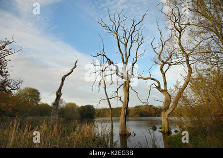 Tot Weiden (Salix sp.), die durch die Überschwemmung ertranken, Coate Water Reservoir, Swindon, UK, November. Stockfoto