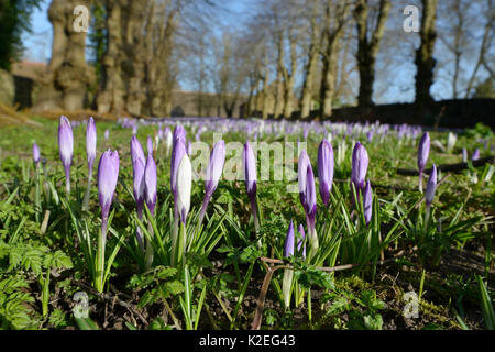 Teppich von niederländischen Krokusse (Crocus vernus) Blüte im Frühjahr, Wiltshire, UK, Februar. Stockfoto