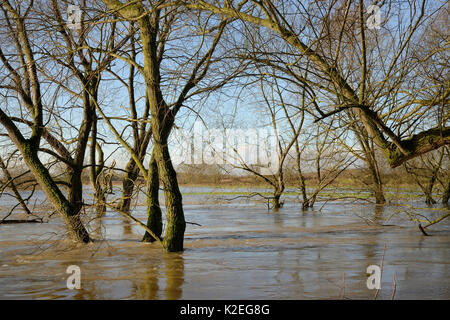 Weiden (Salix sp.) Fransen am Fluss Avon teilweise nach Wochen der Regen überschwemmt es verursachte seinen Banken, Lacock, Wiltshire, UK, Februar 2014 zu platzen. Stockfoto