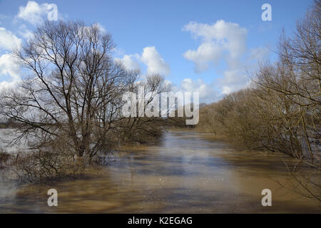 Fluss Avon Überlaufen der von Bäumen gesäumten Ufer, Melksham, Wiltshire, UK, Februar 2014. Stockfoto