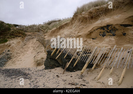 Sanddünen, die stark erodiert und Schutzzaun links unterbrochen durch Winterstürme und Gezeiten Überspannungen, Daymer Bay, Trebetherick, Cornwall, UK, März 2014. Stockfoto