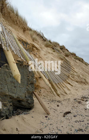 Sanddünen, die stark erodiert und Schutzzaun links unterbrochen durch Winterstürme und Gezeiten Überspannungen, Daymer Bay, Trebetherick, Cornwall, UK, März 2014. Stockfoto