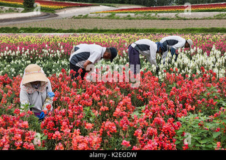 Arbeitnehmer beschneiden Snapdragons (antirrhinum) an der bunten Shikisai keine Oka Gärten, Hokkaido, Japan Stockfoto