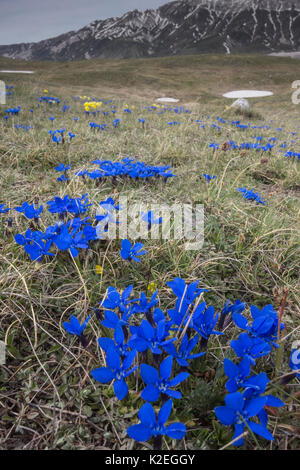 Feder Enzian (Gentiana verna) Gran Sasso, Apenninen, Abruzzen, Italien Stockfoto