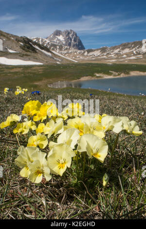 Eugenia's Stiefmütterchen (Viola eugeniae) eine Apennin endemisch fotografiert auf dem Campo Imperatore, Italien. April. Stockfoto