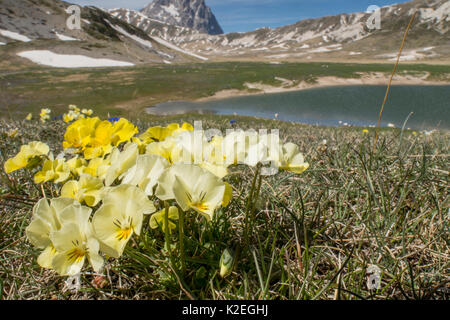 Eugenia's Stiefmütterchen (Viola eugeniae) eine Apennin endemisch fotografiert auf dem Campo Imperatore, Italien. April. Stockfoto