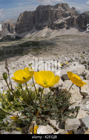 Rhätische Mohn (Papaver rhaeticum) Blumen, in der Nähe der, Refugio Lagazuoi, Passo di Falzarego, in der Nähe von Cortina, Dolomiten, Venetien, Italien. Juli. Stockfoto