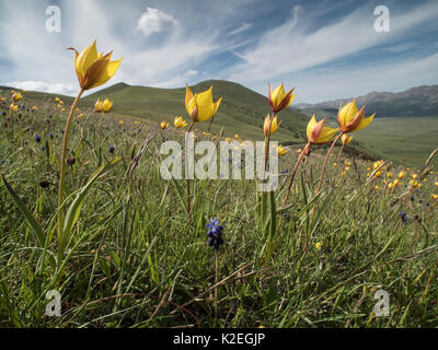 Gelbe Tulpe (Tulipa australis) Blumen über dem Piano Grande, Sibillini, Apenninen, Umbrien, Italien, Mai. Stockfoto