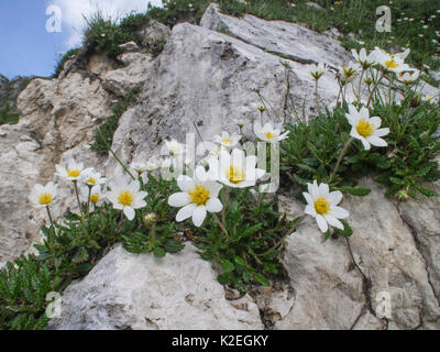 Berg avens (Dryas octopetala) Monte Terminillo, Latium, Italien, Juli. Stockfoto