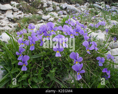 Eugenia's Stiefmütterchen (Viola eugeniae) Berg Terminillo, Latium, Italien, Juli. Stockfoto