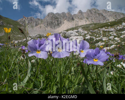 Eugenia's Stiefmütterchen (Viola eugeniae) eine Apennin endemisch fotografiert auf Mt Terminillo, Latium, Italien. Juli. Stockfoto