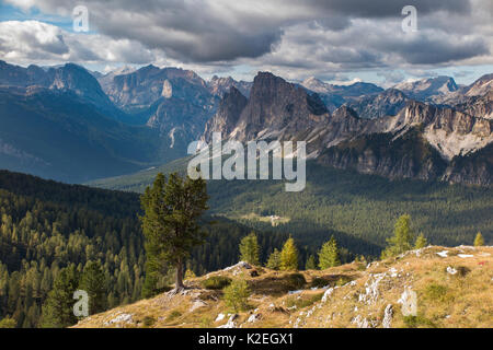 Blick über Cristallo und die Dolomiten aus Ciadin del Luodo, Provinz Belluno, Venetien, Italien, September. Stockfoto