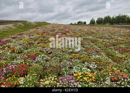 Bereich der Moss rose portulak am Shikisai keine Oka Gärten, Hokkaido, Japan Stockfoto