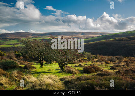 Herbstliche Landschaft auf Porlock Hill mit Dunkerry Beacon jenseits, Exmoor National Park, Somerset, England, UK, November 2014. Stockfoto