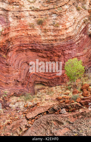 Gefalteten Gesteinsschichten an Hamersley Gorge Karijini National Park, Pilbarra, Western Australien, Dezember 2015. Stockfoto