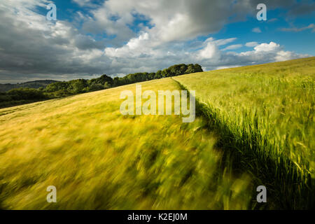 Gerste (Hordeum vulgare) Feld in der Nähe von Cerne Abbas, Dorset, England, UK. Juli 2016. Stockfoto