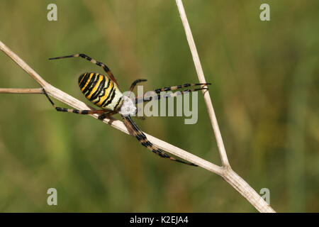 Eine schöne (Argiope Bruennichi Wasp Spider) auf einer Anlage thront. Stockfoto