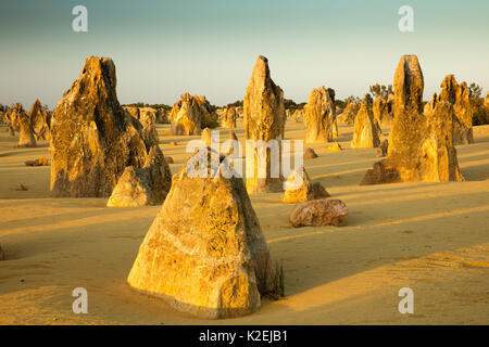 Die Pinnacles, Kalksteinformationen. Nambung National Park, in der Nähe von Cervantes, Western Australia, November 2015. Stockfoto
