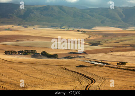 Rolling Ackerland in der Overberg Region in der Nähe von Villiersdorp, Western Cape, Südafrika. Dezember 2014. Stockfoto