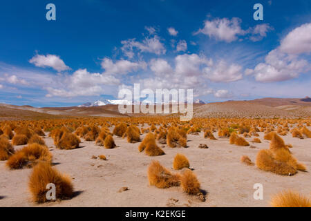 Hohe Altiplano mit tussock Gras genannt Paja brava (Festuca orthophylla). Ciudad del Encanto, Bolivien. Stockfoto