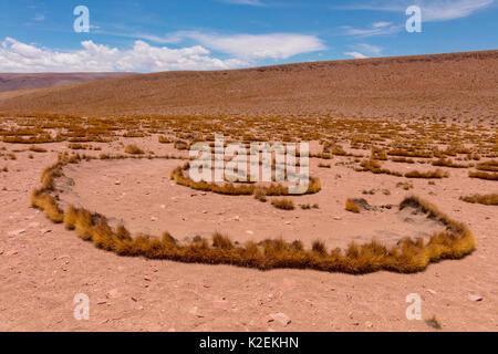 Hohe Altiplano mit tussock Gras genannt Paja brava (Festuca orthophylla), klonale Wachstum verbreiten. Bolivien. Dezember 2016. Stockfoto