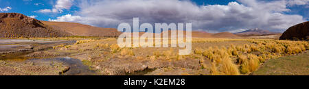 Hohe Altiplano Fluss mit tussock Gras genannt Paja brava (Festuca orthophylla). Bolivien. Dezember 2016. Stockfoto