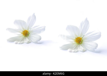 Weiß cosmos Flower isoliert Stockfoto