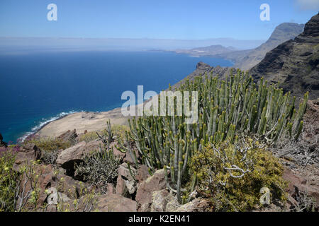 Kanaren Wolfsmilch/Hercules club (Euphorbia canariensis) stehen auf vulkanischen Küsten Berge der Naturpark Tamadaba. UNESCO-Biosphärenreservat Gran Canaria, Gran Canaria, Kanarische Inseln. Juni. Stockfoto