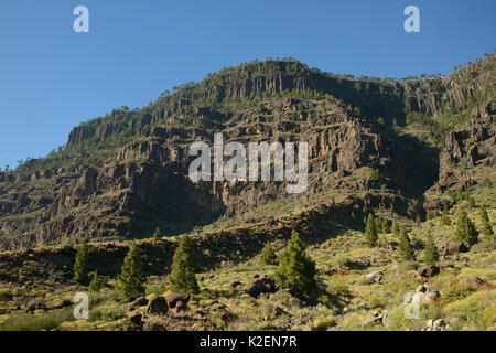 Montana Del Viso, einem vulkanischen Berg in Kanarischen Kiefern (Pinus canariensis) im Inagua Naturpark ein UNESCO-Biosphärenreservat in der Nähe von San Nicolas de Tolentino eingehüllt. Gran Canaria UNESCO-Biosphärenreservat, Gran Canaria. Kanarischen Inseln. Juni 2016. Stockfoto