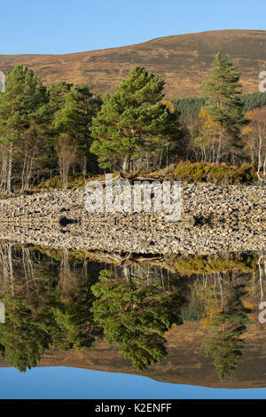 Gemeine Kiefer (Pinus sylvestris) im Loch Beinn a&#39; Mheadhoin, Glen Affric, Highlands, Schottland, November 2014 wider. Stockfoto