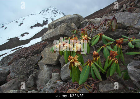 Rhododendronblüte (Rhododendron sp) Mount Elbrus Mount Qomolangma National Park, Dingjie County, Tibet, China. Mai Stockfoto