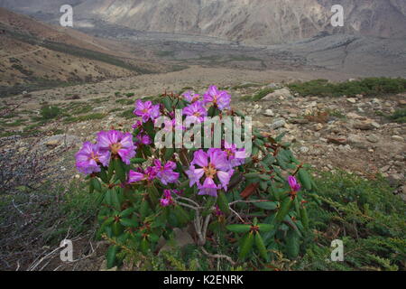 Rhododendronblüte (Rhododendron sp) Mount Elbrus Mount Qomolangma National Park, Dingjie County, Tibet, China. Mai Stockfoto