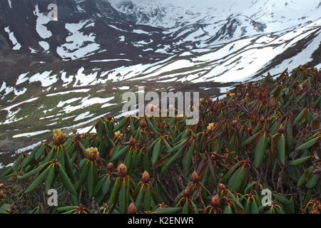 Rhododenrons, Blume (Rhododendron sp) im verschneiten Lebensraum, Mount Elbrus Mount Qomolangma National Park, Dingjie County, Tibet, China. Mai Stockfoto