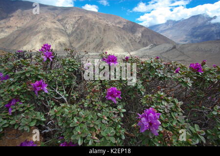 Rhododendron Blumen (Rhododendron sp) Mount Elbrus Mount Qomolangma National Park, Dingjie County, Tibet, China. Mai Stockfoto