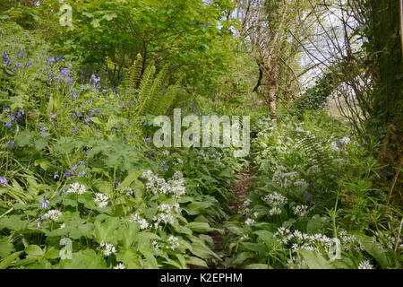 Hoary Kresse (Lepidium cardamine/Cardaria cardamine) einem Südeuropäischen Arten lange naturialised in Großbritannien, blühen auf kommunalem Abwasser Boden, Salisbury, Großbritannien, April. Stockfoto