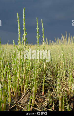 Gemeinsame Queller/Marsh Queller (Salicornia europeae) wächst auf einem saltmarsh, RSPB Arne, Dorset, Juli. Stockfoto