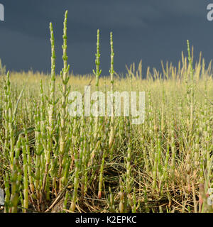 Gemeinsame Queller/Marsh Queller (Salicornia europeae) wächst auf einem saltmarsh, RSPB Arne, Dorset, Juli. Stockfoto