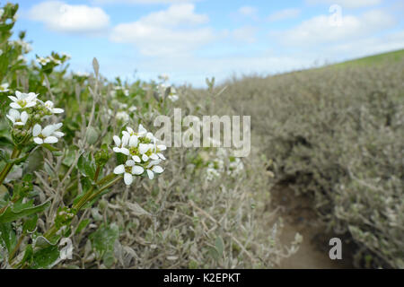 Englisch Skorbut - Gras/Long-leaved Skorbut Gras (Cochlearia anglica) Blühende auf saltmarsh neben eine Flutwelle Creek, Kamel Mündung, Wadebridge, Cornwall, UK, April. Stockfoto