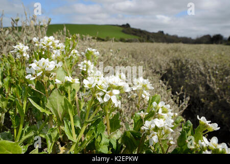 Englisch Skorbut - Gras/Long-leaved Skorbut Gras (Cochlearia anglica) Blühende auf saltmarsh neben eine Flutwelle Creek, Kamel Mündung, Wadebridge, Cornwall, UK, April. Stockfoto