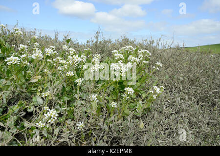 Englisch Skorbut - Gras/Long-leaved Skorbut Gras (Cochlearia anglica) Blühende auf saltmarsh neben eine Flutwelle Creek, Kamel Mündung, Wadebridge, Cornwall, UK, April. Stockfoto