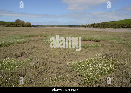 Englisch Skorbut - Gras/Long-leaved Skorbut Gras (Cochlearia anglica) Blühende auf saltmarsh neben eine Flutwelle Creek, Kamel Mündung, Wadebridge, Cornwall, UK, April. Stockfoto