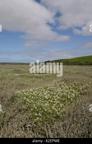 Englisch Skorbut - Gras/Long-leaved Skorbut Gras (Cochlearia anglica) Blühende auf saltmarsh neben eine Flutwelle Creek, Kamel Mündung, Wadebridge, Cornwall, UK, April. Stockfoto