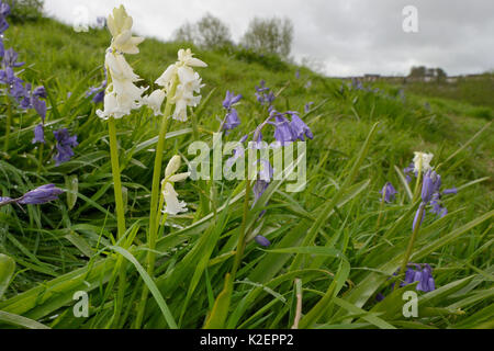 Büschel der weißen und blauen Spanisch bluebells (Hyacinthoides hispanica), eine invasive Arten in Großbritannien, blühen auf kommunalem Abwasser Boden, Salisbury, Großbritannien, April. Stockfoto