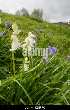 Büschel der weißen und blauen Spanisch bluebells (Hyacinthoides hispanica), eine invasive Arten in Großbritannien, blühen auf kommunalem Abwasser Boden, Salisbury, Großbritannien, April. Stockfoto