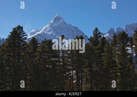 Kawakarpo Berg- und Nadelwald, Meri Snow Mountain National Park, Provinz Yunnan, China, Januar 2014. Stockfoto