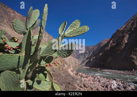 Feigenkaktus (Opuntia) Cactus neben Lantsang Mekong Fluss, Berg Kawakarpo, Meri Snow Mountain National Park, Provinz Yunnan, China, Januar 2014. Stockfoto