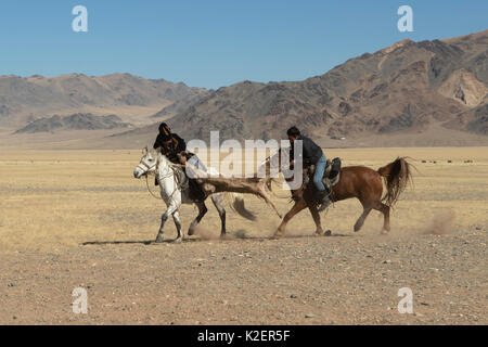 Zwei Adler Jäger auf Mongolischen Pferden in Tauziehen Spiel über tote Ziege während der buzkashi Spiele, am Adler Jäger Festival, in der Nähe von Sagsai, Bayan-Ulgii Aymag, Mongolei montiert. September 2014 .. Stockfoto