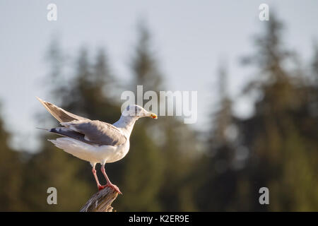 Glaucous-winged Möwe (Larus glaucescens) auf einem Baumstamm am Strand von Port Renfrew auf Vancouver Island, British Columbia, Kanada. Stockfoto