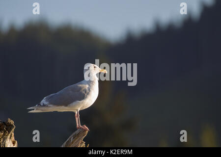 Glaucous-winged Möwe (Larus glaucescens) auf einem Baumstamm am Strand von Port Renfrew auf Vancouver Island, British Columbia, Kanada. Stockfoto