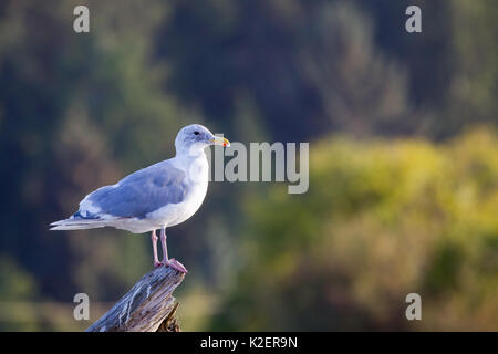 Glaucous-winged Möwe (Larus glaucescens) auf einem Baumstamm am Strand von Port Renfrew auf Vancouver Island, British Columbia, Kanada. Stockfoto